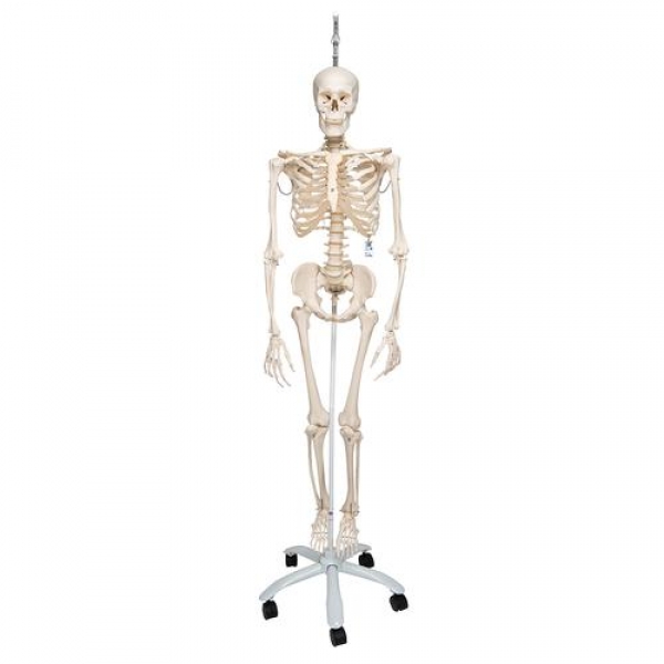 Squelette Anatomique Humain Physiologique PHIL