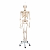 Squelette anatomique humain physiologique PHIL
